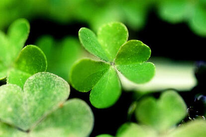photography-shamrocks