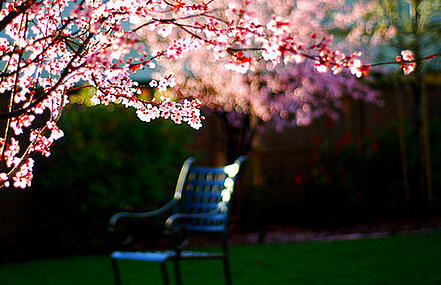 spring-photography-design