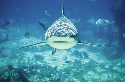 Shark Week Photography ~ tpisolutionsink.com
