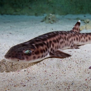 Coral catshark - Color Palettes for Graphic Designers #sharkweek