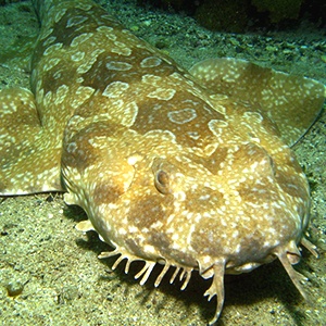 Spotted Wobbegong shark - Color Palettes for Graphic Designers #sharkweek
