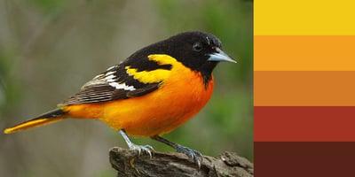 Color Palette of Baltimore Oriole