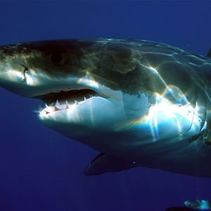 Great White shark - Color Palettes for Graphic Designers #sharkweek