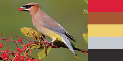 Color Palette of Cedar Waxwing