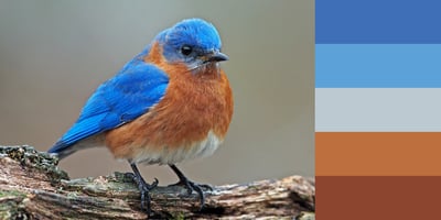 Color Palette of Eastern Bluebird