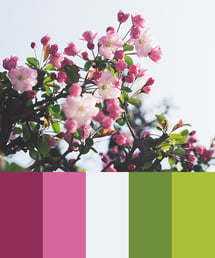 Color Palette of Blooming Cherry Blossoms