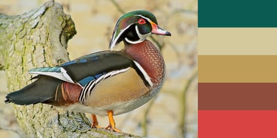 Color Palette of Wood Duck