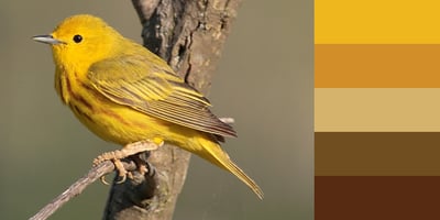 Color Palette of Yellow Warbler