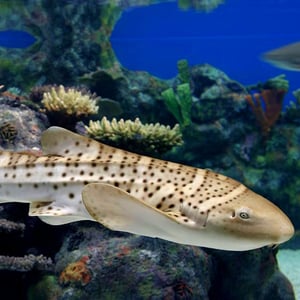 Zebra shark - Color Palettes for Graphic Designers #sharkweek