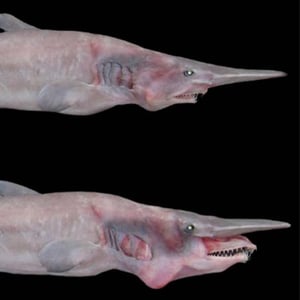 goblin shark - Color Palettes for Graphic Designers #sharkweek