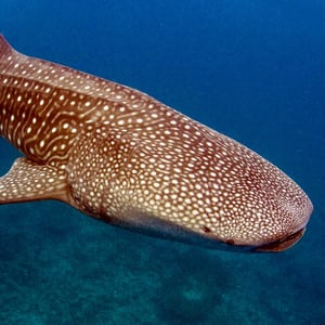 Whale shark - Color Palettes for Graphic Designers #sharkweek